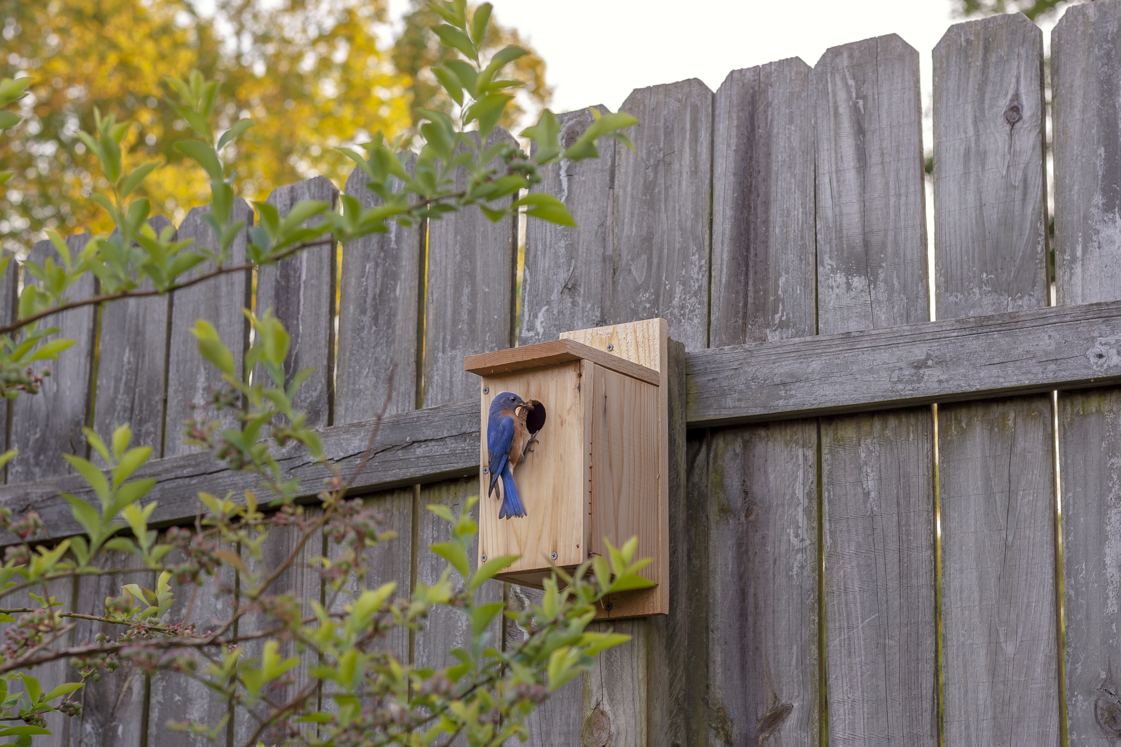 Wild Landscaping: Transform Your Yard Into A Wildlife Sanctuary