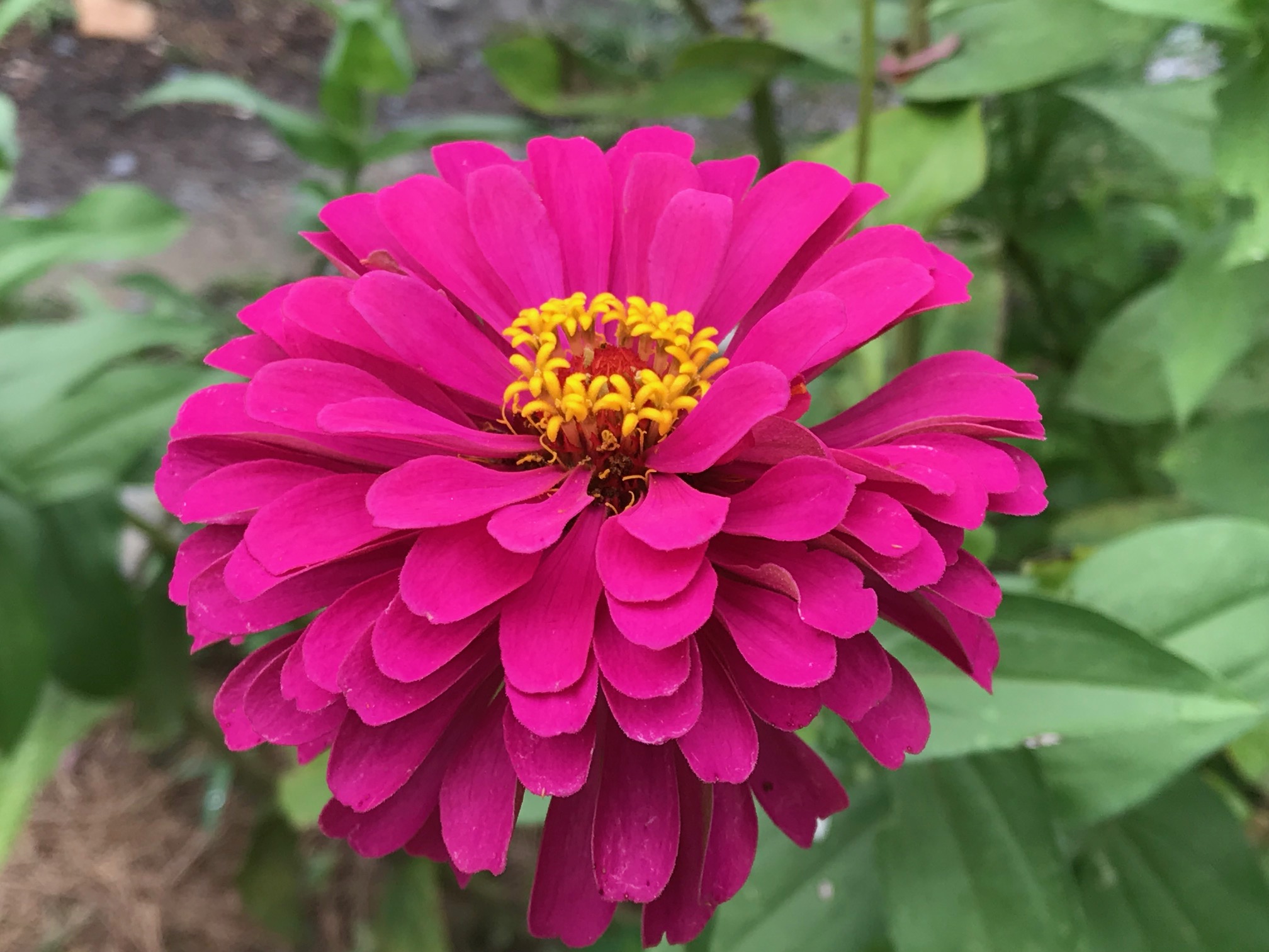 Top 10 Summer Flower that Improve Your Landscape